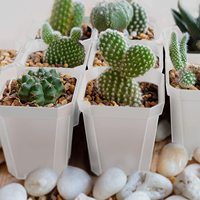 Pot de pépinière transparent de 3 pouces, Pots de plantation carrés en plastique épais sans soucoupes Pots de semis de plantes avec étiquettes pour plantes