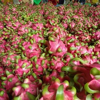 Hotseller - Verse Biologische Rode Drakenvrucht Vietnam 2025 Gemaakt in Vietnam Roze Schil Wit Vlees Hoge Kwaliteit +84 379 472 573