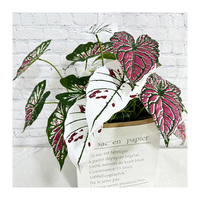 5 Fourchettes de feuilles d'alocasia artificielles en plastique, style palmier de Madagascar, Nouveaux produits, Haute qualité, Économique