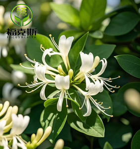 Werks versorgung Sophora Japonica Extrakt Quercetin 98% Quercetin Pulver mit hochwertigem Lonicera Japonica Extrakt - Product Image 4