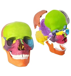 Modèle de crâne humain coloré 15 pièces Mini crâne étudiant et enfants enseignement médical anatomie crâne - Product Image 1
