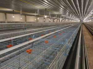 Cages à poules pondeuses de type ferme petite exploitation, modèle PH3200, garantie 1 an, galvanisées - Product Image 6