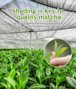 Zeremonielle Qualität Matcha Pulver <span class=keywords><strong>Japan</strong></span> Grüner Tee OEM Eigenmarke Großhandel - Product Image 4