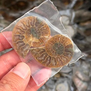 Tranche d'Ammonite Arc-en-ciel Esthétique, Pierre de Cristal Irisée pour Guérison Métaphysique, Méditation, Décoration, Cadeau Scientifique Unique - Product Image 2