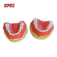 Modelo de dientes para enseñanza Dental infantil, modelo de diente de demostración tipodno estándar
