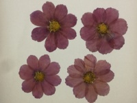 Bunga Kering Asli Calliopsis Cosmos Diwarnai Lilac Dengan Bentuk Hati Alami