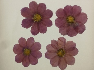 Real Dried Pressed Flower <strong>Calliopsis</strong> Cosmos Dyed Lilac With Natural Heart - Product Image 2