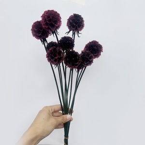 Vendita Calda 10 Pezzi/Bundle Semi di Scabiosa Fiore Preservato Stile Ins Bouquet di <span class=keywords><strong>Fiori</strong></span> Secchi per Decorazione Casa - Product Image 2
