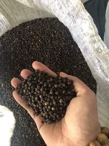 พริกไทยดำเวียดนาม550gl 500gl 5มม. จากเวียดนามขายดีที่สุด - Product Image 2