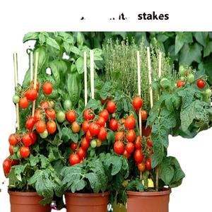 Piquet Frp 1/4 3/8 "1/2" 5/8 "3/4" 7/8 "1" résistant aux UV une extrémité de crayon pour le Support de plante de pépinière d'arbre - Product Image 6