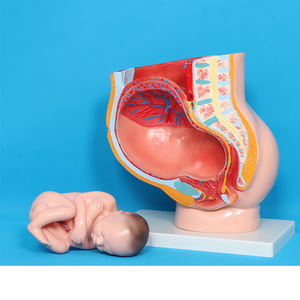 Anatomie du squelette humain, développement embryonnaire, système de reproduction utérin, <span class=keywords><strong>cavité</strong></span> pelvienne féminine, modèle fœtal de 9 mois - Product Image 2