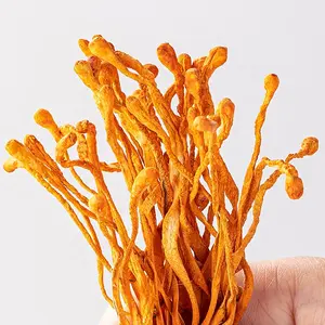 Cordyceps Militaris kering penjualan laris makanan mulia