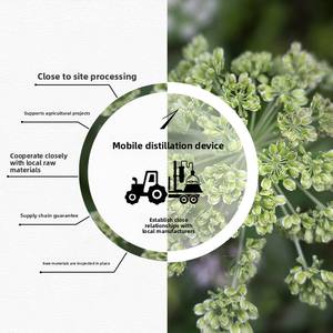 Прямые поставки, органическое дистиллированное эфирное масло для корня ангела, ароматерапия, уход за кожей, сырье высокого качества - Product Image 5