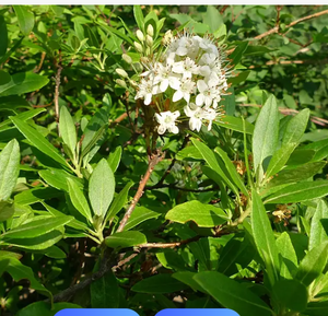 Zhao Shan Bai, Tallos y <span class=keywords><strong>Hojas</strong></span> Secas de <span class=keywords><strong>Rododendro</strong></span> Micranthum Silvestre Natural en Venta - Product Image 4