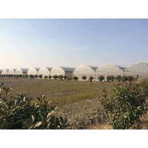 Film PE anti-UV AGG blanc jaune <span class=keywords><strong>200</strong></span> <span class=keywords><strong>microns</strong></span> <span class=keywords><strong>pour</strong></span> couverture de <span class=keywords><strong>serre</strong></span> agricole - Product Image 2