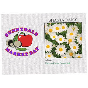 Confezione di Semi di Margherita Shasta Classica con Logo Personalizzato, Bianco Brillante, Perenne, Facile da Coltivare, per Giardino, Regalo, Vendita all'Ingrosso - Product Image 1