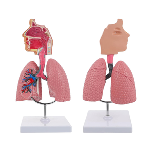 Anatomisches Modell der menschlichen Lunge für die medizinische Bildungs ressource für den <span class=keywords><strong>Asthma</strong></span> unterricht - Product Image 1