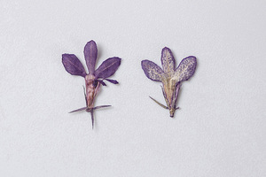 DIY — Scrapbooking <span class=keywords><strong>Lobelia</strong></span> Erinus, résine époxy, bricolage, plante naturelle, écologique, véritables fleurs pressées - Product Image 5