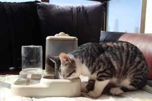 Comederos Automáticos Universales <span class=keywords><strong>para</strong></span> Mascotas con Logotipo Personalizado al por Mayor, Ecológicos, Duraderos, de Plástico, Resistentes al Agua IPX5 <span class=keywords><strong>para</strong></span> Perros - Product Image 6