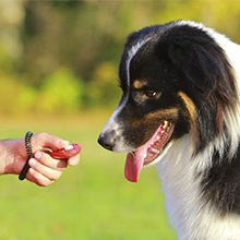 Free sample Spring Summer <b>Dog</b> <b>Treat</b> <b>Pouch</b> Adjust Waste <b>Dog</b> <b>Treat</b> Bag Pet Vest Breathable Leash Corduroy Fashion <b>Dog</b> Harness Bag - Product Image 4