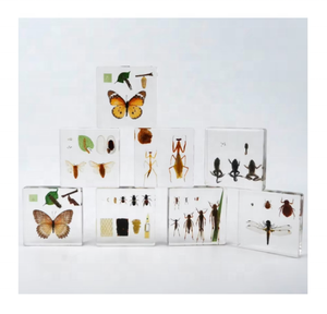 Vente en gros de vrais insectes en résine artisanat Cycle de vie abeille libellule spécimen résine époxy artisanat taxidermie pour la collecte d'enseignement - Product Image 1