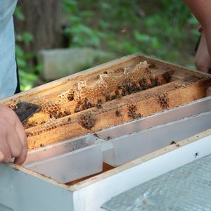 Equipo de cultivo de abejas Bee Box Beehive Wood Colmenas De Abejas Wooden Bee <span class=keywords><strong>Hive</strong></span> Langstroth para la venta - Product Image 5