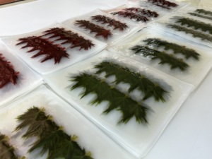 100ใบเมเปิ้ลใบโมมิจิเค็มชิ้น/แพ็คสำหรับตกแต่งอาหารซูชิ - Product Image 5