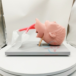 Modèle d'entraînement HC-S039 Mannequin d'intubation Mannequin d'intubation trachéale avancé pour enfant Modèle d'enseignement - Product Image 2