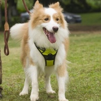 Harnais pour chien léger en nylon fluorescent réfléchissant, réglable, résistant aux éclats, plusieurs tailles, gilet de marche portable pour l'extérieur