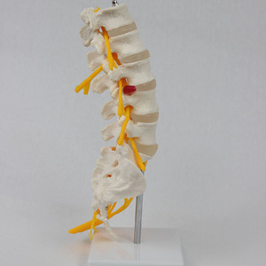 Modèle de squelette humain à 5 vertèbres lombaires, sacrum et nerfs épicaudaux ouverts, modèle III, vente en gros du fabricant - Product Image 2