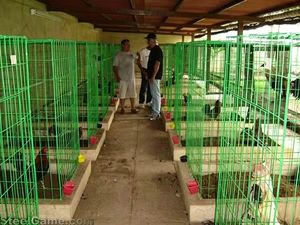 Nouveauté 2026 : Cages de combat économiques pour coqs de combat 1,5*1*1,5 m en treillis métallique galvanisé soudé, pliables et découpables - Product Image 5