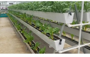 <span class=keywords><strong>Gouttière</strong></span> hydroponique en PVC de qualité alimentaire pour fraises, système de culture hors sol pour serre - Product Image 2