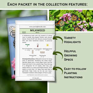 La colección Semences de <span class=keywords><strong>algodoncillo</strong></span> no OGM Heirloom incluye variedades llamativas de Rosa común de mariposa que atraen a la monarca - Product Image 2