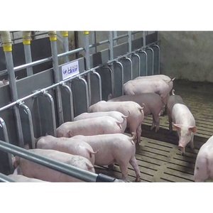 Ferme porcine de haute qualité taille personnalisée longue durée de vie stylo d'engraissement cage d'engraissement pour porcs - Product Image 6