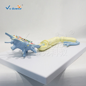 Modèle de nerf, plaque terminale de la fibre musculaire squelettique, modèle échelle réduite pour l'enseignement médical - Product Image 2