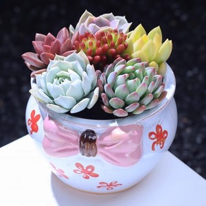 Maceta de Flores Suculentas Pintada a Mano Estilo Coreano MSH con Lazo Simple, Maceta para <span class=keywords><strong>Cactus</strong></span> - Product Image 3