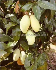 防虫防蝇芒果种植袋水果保护袋芒果种植袋水果种植保护台湾日本品质