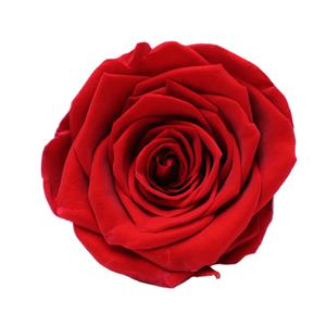 Pre-5 Grade Forever Eternal Préservé Roses 5-6cm Déco Fleurs pour Noël et Saint Valentin Décoration et Cadeau - Product Image 2