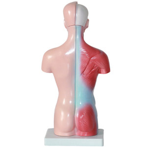 2024 Hot Selling Products High-end <b>Medical</b> Human Torso Anatomy Model Teaching Training Internal Organs 28 CM 15 Set Emergency - Product Image 6