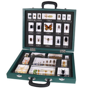Penjualan laris pemberat kertas Taxidermy akrilik 27 jenis alat pendidikan spesimen Resin serangga untuk mengajar - Product Image 3
