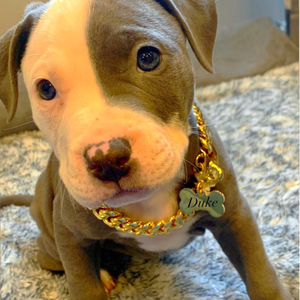 Chaîne pour chien en acier inoxydable 316L, maillons cubains, 13 mm, collier de luxe doré avec pendentif en forme d'os - Product Image 5