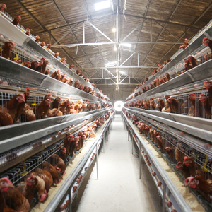 <strong>Chicken</strong> Cage for Layers Poultry Farming <strong>Egg</strong> <strong>Chicken</strong> Cage <strong>Egg</strong> Layer <strong>Chicken</strong> Cage - Product Image 3