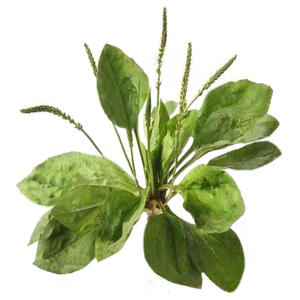 Planta ginis <span class=keywords><strong>PSYLLIUM</strong></span> Wegerich-Extrakt Aucubin 5:1 10:1, 20:1 Flohsamen-Extrakt Flohs amen P.E. - Product Image 2