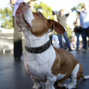 럭셔리 개 목걸이 32mm 애완 동물 금속 체인 쿠바 링크 목걸이 골드 개 체인 핏불 대형 개 - Product Image 6