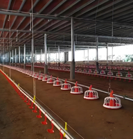 Offre Spéciale : Équipement d'élevage de poulets en cage plate avec ligne d'alimentation automatique pour poulailler commercial, incluant système d'alimentation et d'abreuvement