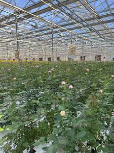 Invernadero Venlo de Gran Tamaño y Alta Calidad Personalizado en Oferta, con Vidrio Templado y Estructura de Acero Galvanizado por Inmersión en Caliente - Product Image 5