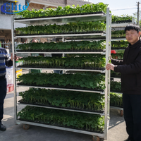 Chariot Danois pour Plantes de Pépinière 129 TC4622, Lit de Semis à Roues, Rayonnage pour Jeunes Pousses