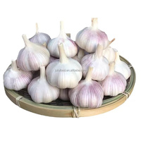 Usine chinoise de haute qualité exportée ail rouge frais Ajo Chili marché 10kg/Carton 55mm/60mm 60e anniversaire édition limitée