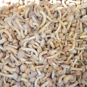 Detan Frozen <span class=keywords><strong>Nameko</strong></span> para compradores de hongos - Product Image 5