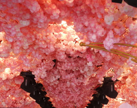 Ranting Bunga Sakura Cherry Blossom Jepang Warna Pink dari Sutra Buatan untuk Dekorasi Dinding Latar Belakang Pernikahan